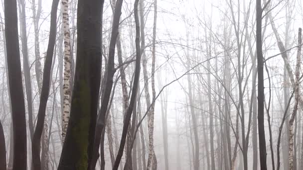 Nebel Wald Dreharbeiten Herbst — Stockvideo