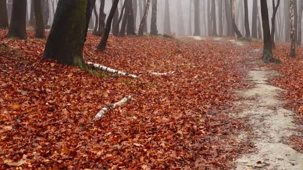 Caminho Floresta Outono Nevoeiro Floresta — Vídeo de Stock