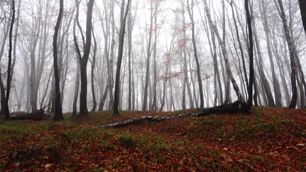 Niebla Bosque Disparos Otoño — Vídeos de Stock