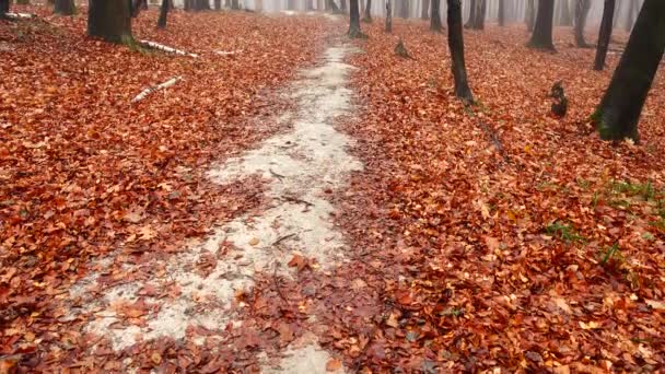 Ścieżka Jesiennym Lesie Mgła Lesie — Wideo stockowe
