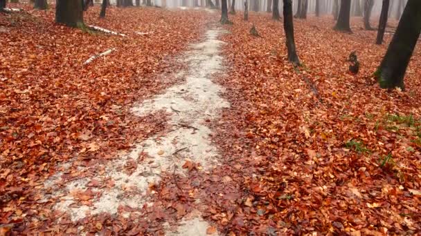 Weg Herbstlichen Wald Nebel Wald — Stockvideo