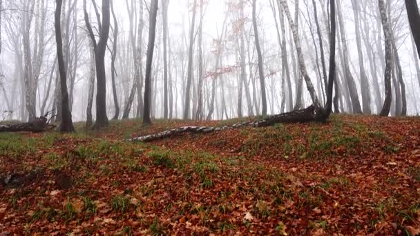 Nebel Wald Dreharbeiten Herbst — Stockvideo