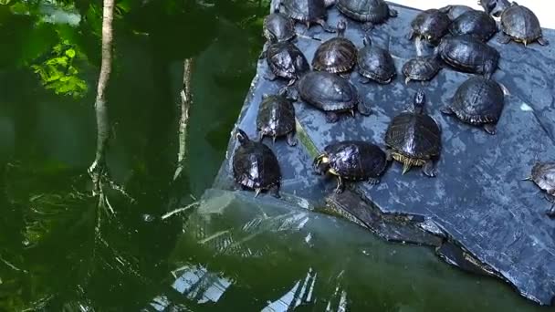 Madrid Spanien Schildkröten Auf Der Station Atocha — Stockvideo