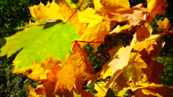 Осенние Кленовые Листья Лесу — стоковое видео