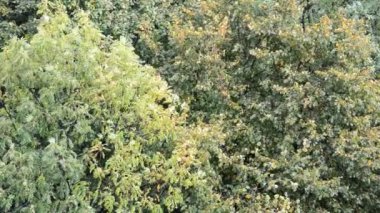 Yağmur ormanın arka planına vuruyor. Sonbaharda çekim..