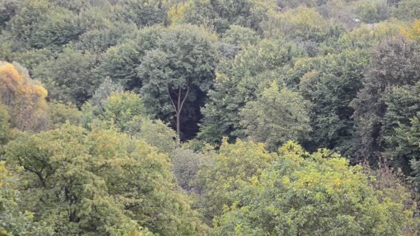 Chuva Fundo Floresta Tiro Queda — Vídeo de Stock