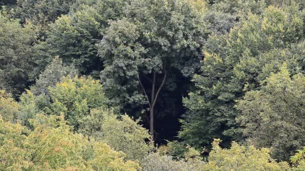 Regen Tegen Achtergrond Van Het Bos Schieten Herfst — Stockvideo