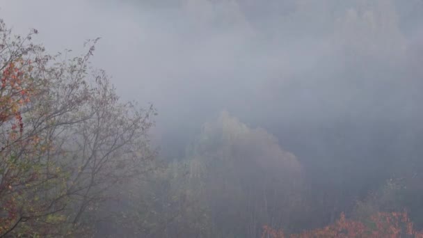 Fumar Sobre Lenha Desfasamento Temporal — Vídeo de Stock