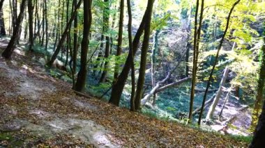 Sonbahar ormanı. Ormanda çekim yapmak..