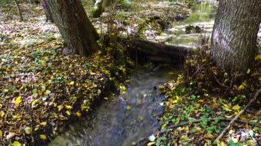 Ormanda akarsu. Sonbahar ormanı.