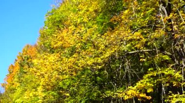 Sonbahar yaprakları ve orman göleti.