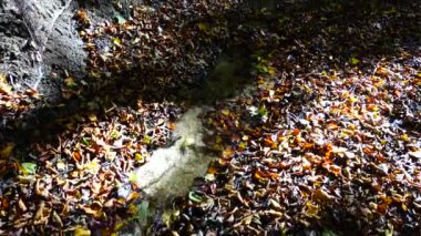 Ormanda akarsu. Sonbahar ormanı.