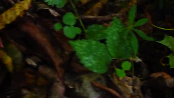 Sonbahar Ormanındaki Kurbağa — Stok video