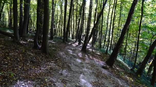 Herbstwald Schießen Bewegung — Stockvideo