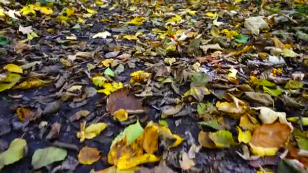 Φθινόπωρο Φεύγει Στο Δάσος Στο Έδαφος — Αρχείο Βίντεο
