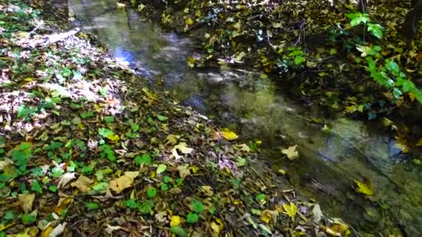 Ручей Лесу Осенний Лес — стоковое видео