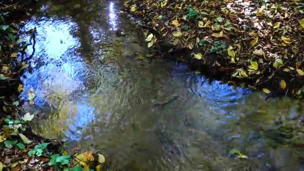 Stromen Het Bos Herfstbos — Stockvideo