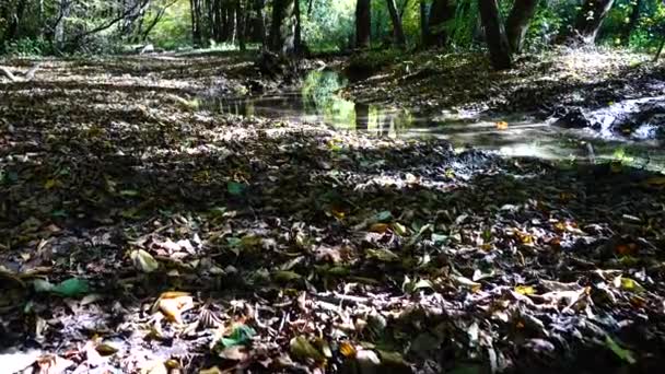 Corrente Floresta Floresta Outono — Vídeo de Stock