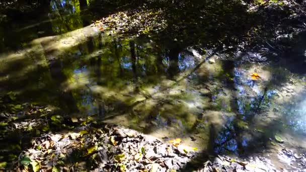 森の中のストリーム 秋の森 — ストック動画