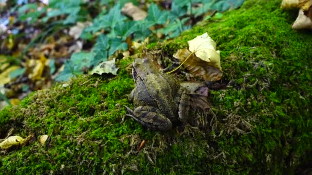 Βάτραχος Στο Φθινόπωρο Του Δάσους — Αρχείο Βίντεο