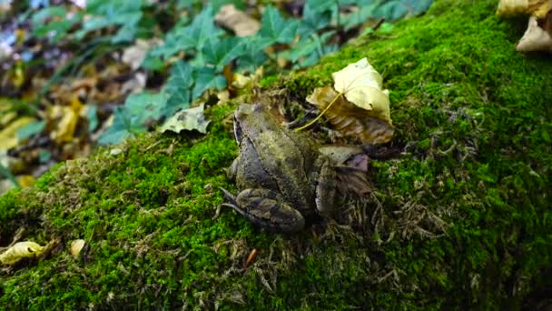 Frosch Herbstwald — Stockvideo