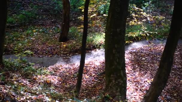 Flusso Nel Bosco Foresta Autunnale — Video Stock