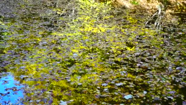 Feuilles d'automne et étang forestier .