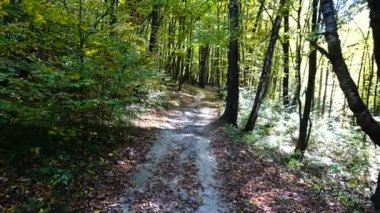 Sonbahar ormanı. Hareket halinde çekim.