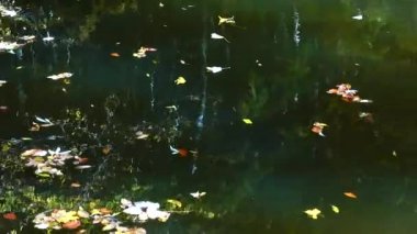 Sonbahar yaprakları ve orman göleti.