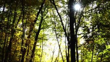 Ekim 'de sonbahar ağaçları.