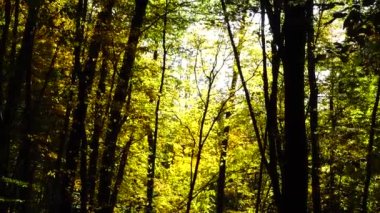 Ekim 'de sonbahar ağaçları.