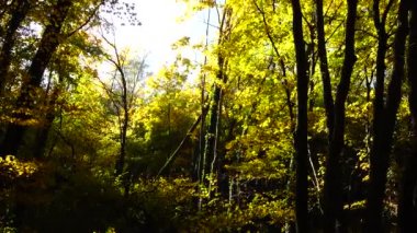 Ekim 'de sonbahar ağaçları.