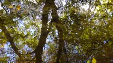 Ormanda akarsu. Sonbahar ormanı.