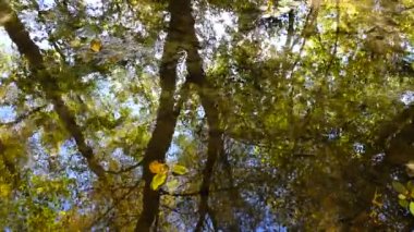 Ormanda akarsu. Sonbahar ormanı.