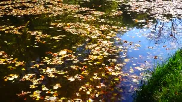 Feuilles d'automne et étang forestier .