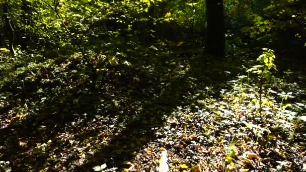 Sonbahar Ormanındaki Midge Ler Yavaş Çekim — Stok video