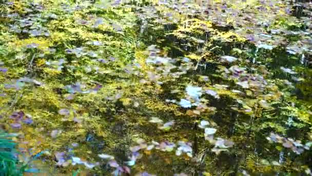 秋天的树叶和森林池塘 — 图库视频影像