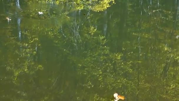 秋天的树叶和森林池塘 — 图库视频影像