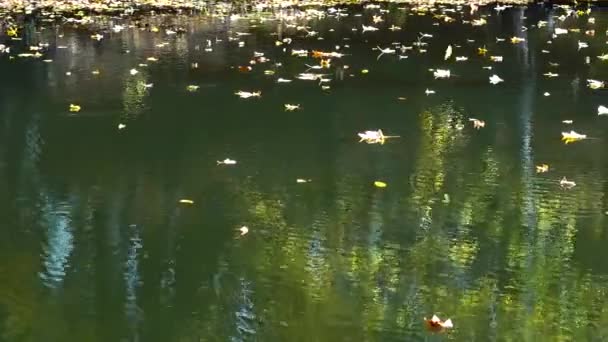 Autumn Leaves Forest Pond — Stockvideo