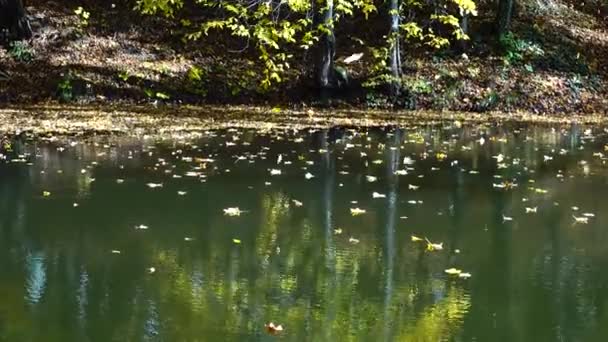 Осенние Листья Пруд — стоковое видео
