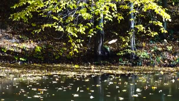 Podzimní Listí Lesní Rybník — Stock video