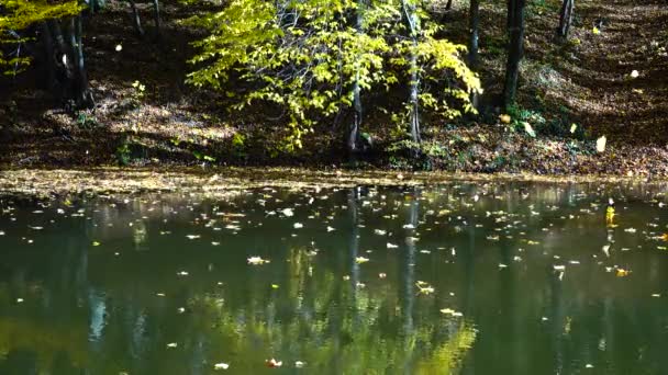 Autumn Leaves Forest Pond — Stock Video