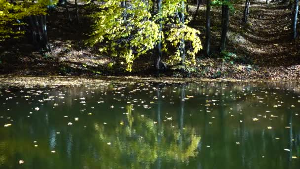 Herbstlaub Und Waldweiher Zeitlupe — Stockvideo