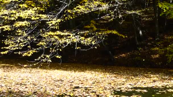 Hojas Otoño Estanque Forestal — Vídeos de Stock