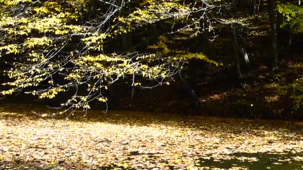 Podzimní listí a lesní rybník.