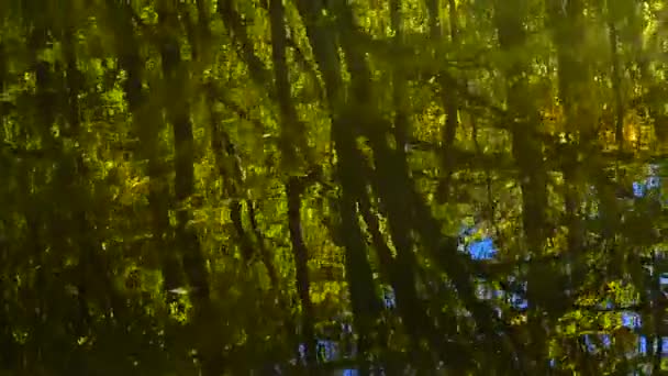 Autumn Leaves Forest Pond — Stockvideo