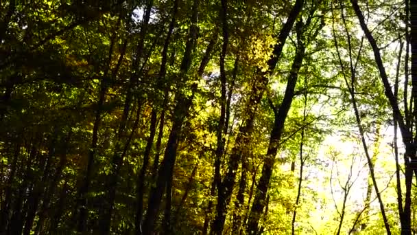 Arbres Automne Octobre — Video