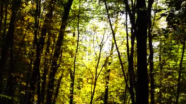 Autumn Trees October — Stock Video