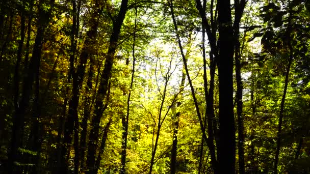 Herfstbomen Oktober — Stockvideo