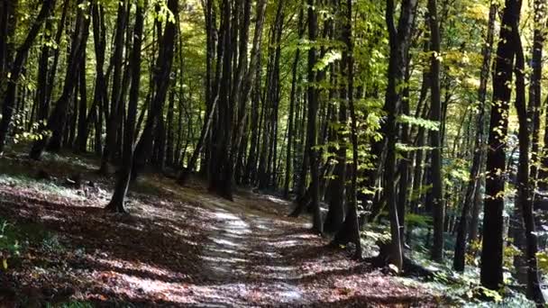 Bosco Autunnale Girare Nella Foresta — Video Stock